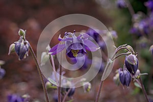 Beautiful garden flower in the summer. Aquilegia blue, pink, purple bud