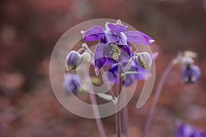 Beautiful garden flower in the summer. Aquilegia blue, pink, purple bud