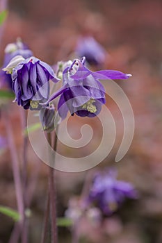 Beautiful garden flower in the summer. Aquilegia blue, pink, purple bud
