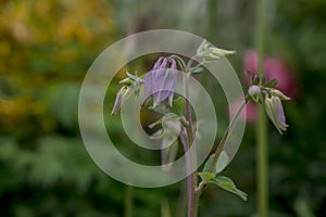 Beautiful garden flower in the summer. Aquilegia blue, pink, purple bud