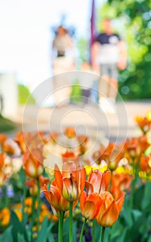 Beautiful garden flowers. Bright tulips