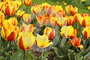 Beautiful garden flowers, bright tulips