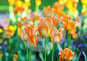 Beautiful garden flowers. Bright tulips blooming in spring park. Urban landscape with decorative plants.