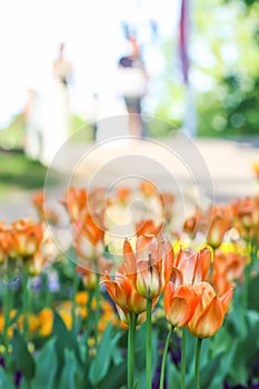 Beautiful garden flowers. Bright tulips blooming in spring park. Urban landscape with decorative plants.