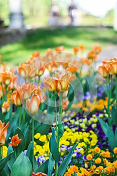 Beautiful garden flowers. Bright tulips blooming in spring park. Urban landscape with decorative plants.