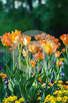 Beautiful garden flowers. Bright tulips blooming in spring park. Urban landscape with decorative plants.