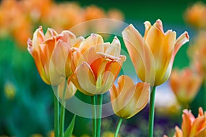 Beautiful garden flowers. Bright tulips in spring park. Urban landscape with decorative plants.