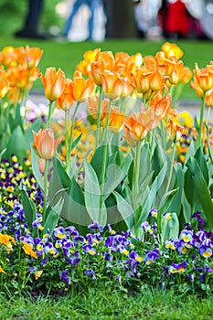 Beautiful garden flowers. Bright tulips in spring park. Urban landscape with decorative plants.