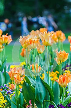 Beautiful garden flowers. Bright tulips in spring park. Urban landscape with decorative plants.