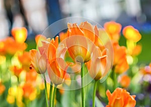 Beautiful garden flowers. Bright tulips in spring park. Urban landscape with decorative plants.