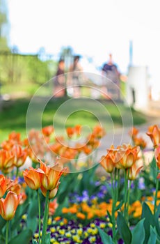 Beautiful garden flowers. Bright tulips in spring park. Urban landscape with decorative plants.