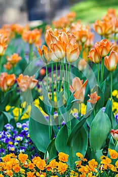 Beautiful garden flowers. Bright tulips in spring park. Urban landscape with decorative plants.