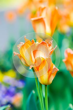 Beautiful garden flowers. Bright tulips in spring park. Urban landscape with decorative plants.