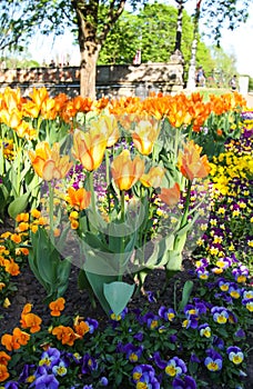 Beautiful garden flowers. Bright tulips in spring park. Urban landscape with decorative plants.