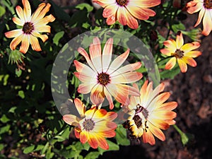 Daisybush, African Daisy - Osteospermum