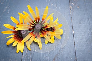 Beautiful Garden flowers on dark wooden table background. Backdrop with copy space