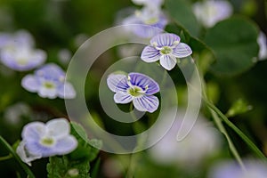 Beautiful garden flowers, summer flower background. Veronica filiformis Slender speedwell little blue flowers bloomed in