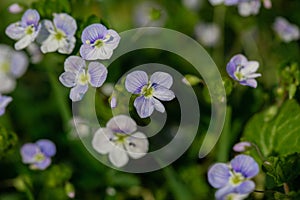 Beautiful garden flowers, summer flower background. Veronica filiformis Slender speedwell little blue flowers bloomed in