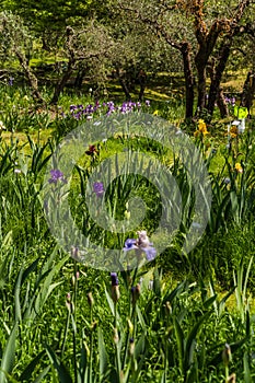Beautiful garden at the Giardino delll`Iris in Florence Italy