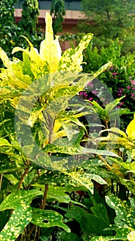 Beautiful garden Green Leaf with yellowish spots