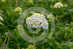 Beautiful Garden of Hortensia or Hydrangea with Natural Light.