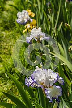 Beautiful garden and Iris Lilly  the Giardino delll`Iris in Florence Italy