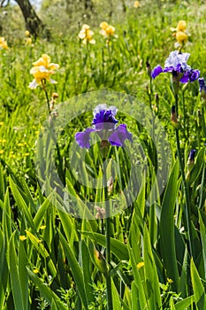 Beautiful garden and Iris Lilly  the Giardino delll`Iris in Florence Italy