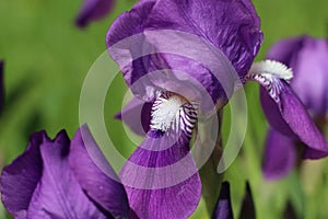 Beautiful garden iris macro petal on green grass background