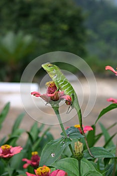 A Beautiful Garden Lizard