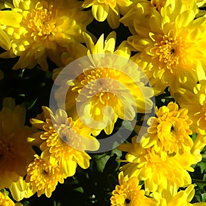 Beautiful Garden Mums Chelsey Yellow Chrysanthemum in Full Bloom