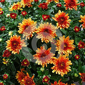 Beautiful Garden Mums Chrysanthemum in Full Bloom