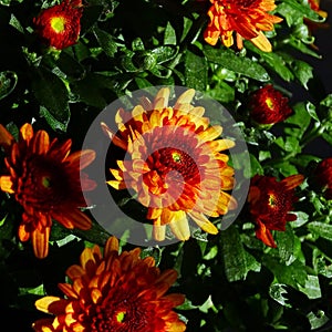 Beautiful Garden Mums Chrysanthemum in Full Bloom