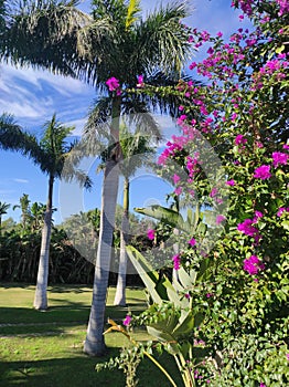 BEAUTIFUL GARDEN OF PALM AND BOUGANVILLEA