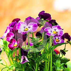 Beautiful garden pansy Viola wittrockiana flowers closeup with colourful purple violet petals