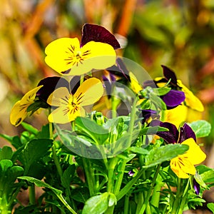 Beautiful garden pansy Viola wittrockiana flowers closeup with colourful yellow and brown petals