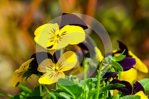 Beautiful garden pansy Viola wittrockiana flowers closeup with colourful yellow and brown petals