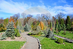 Beautiful garden path with colorful autunm landscape design, yews, thuja, picea glauca conica, blue spruce