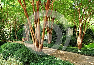 Beautiful garden path with dappled sunlight coming from crepe myrtle trees photo
