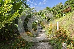 Beautiful Garden Path Leading to a Cabin Surrounded by Lush Tropical Plants