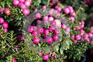 Beautiful garden plant for winter with red or pink berries gaultheria teaberry plant