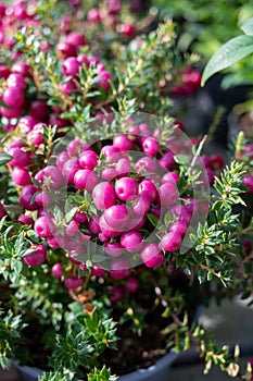 Beautiful garden plant for winter with red or pink berries gaultheria teaberry plant