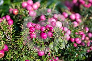 Beautiful garden plant for winter with red or pink berries gaultheria teaberry plant