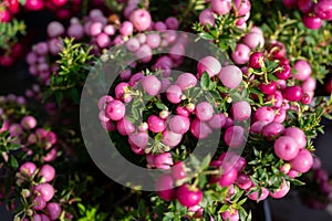 Beautiful garden plant for winter with red or pink berries gaultheria teaberry plant