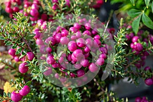 Beautiful garden plant for winter with red or pink berries gaultheria teaberry plant