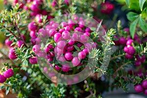 Beautiful garden plant for winter with red or pink berries gaultheria teaberry plant