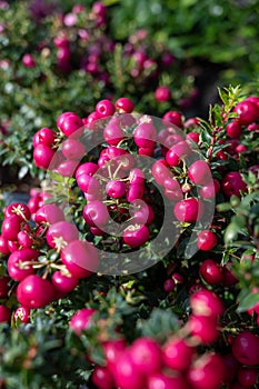 Beautiful garden plant for winter with red or pink berries gaultheria teaberry plant