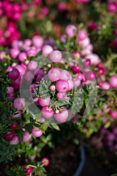 Beautiful garden plant for winter with red or pink berries gaultheria teaberry plant