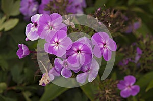 Beautiful Garden purple phlox flower, Phlox paniculata