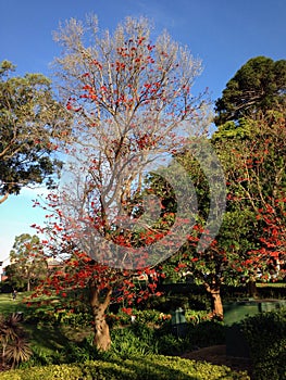 Beautiful garden with red flower tree