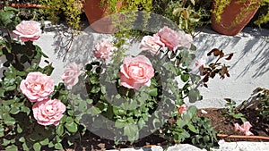 Beautiful garden rose photo